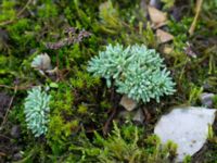 Sedum hispanicum Gamla stenbrottet, Simrishamn, Skåne, Sweden 20161022_0014