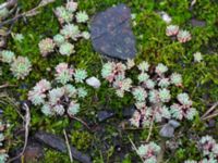 Sedum hispanicum Gamla stenbrottet, Simrishamn, Skåne, Sweden 20161022_0015