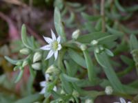 Sedum hispanicum Herrgårdsparken, Fröseke, Uppvidinge, Småland, Sweden 20190608_0472