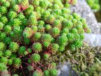 Sedum lydium Östra Sallerups kyrka, Hörby, Skåne, Sweden 20180914_0038