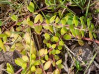 Sedum sarmentosum Brunnshögs f.d. odlingsområde, Lund, Skåne, Sweden 20240830_0065