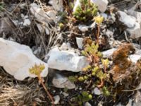 Sedum sediforme Sveti Jure, Biokovo Nature Park, Biokovo Nature Park, Tucepi, Croatia 20170802_1471