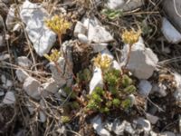 Sedum sediforme Sveti Jure, Biokovo Nature Park, Biokovo Nature Park, Tucepi, Croatia 20170802_1473