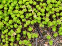 Sedum sexangulare Östra kyrkogården, Malmö, Skåne, Sweden 20240726_0015