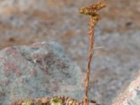 Sempervivum globiferum Geologiska trädgården, Degerhamn, Mörbylånga, Öland, Sweden 20180810_0149