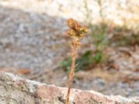 Sempervivum globiferum Geologiska trädgården, Degerhamn, Mörbylånga, Öland, Sweden 20180810_0150