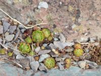 Sempervivum globiferum Geologiska trädgården, Degerhamn, Mörbylånga, Öland, Sweden 20180810_0152