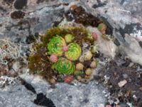 Sempervivum globiferum Vickleby alvar, Mörbylånga, Öland, Sweden 20180810_0233