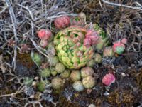 Sempervivum globiferum Vickleby alvar, Mörbylånga, Öland, Sweden 20180810_0235