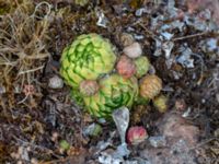 Sempervivum globiferum Vickleby alvar, Mörbylånga, Öland, Sweden 20180810_0237