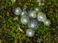 Sempervivum arachnoideum Utställningsgatan 9, Malmö, Skåne, Sweden 20170916_0088