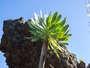 Aeonium pseudourbicum