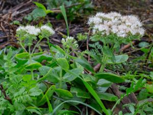 Hylotelephium spectabile - Showy Stonecrop - Kinesisk kärleksört