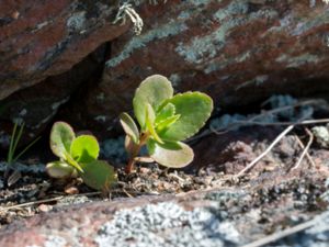 Hylotelephium telephium - Orpine - Kärleksört