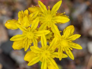 Petrosedum rupestre - Reflexed Stonecrop - Stor fetknopp