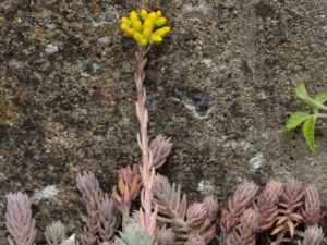 Petrosedum thartii - Stor bergfetknopp