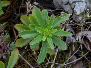 Phedimus floriferus - Smaragdfetblad