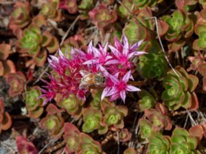 Phedimus spurius - Caucasian-stonecrop - Kaukasiskt fetblad