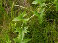 Bryonia alba Svanetorpsvägen, Åkarp, Lomma, Skåne, Sweden 20160705_0009