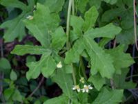 Bryonia dioica Östervärn, Malmö, Skåne, Sweden 20190531_0046