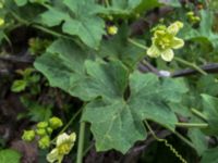 Bryonia dioica Lokstallarna, Malmö, Skåne, Sweden 20160523_IMG_4384