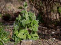 Bryonia dioica Lokstallarna, Malmö, Skåne, Sweden 20190414_0066