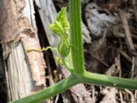 Cucurbita pepo Jorddeponi Sliparebacken, Lund, Skåne, Sweden 20170722_0008