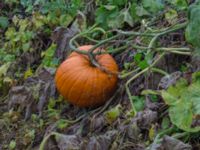 Cucurbita pepo Sliparebacken, Lund, Skåne, Sweden 20171014_0080