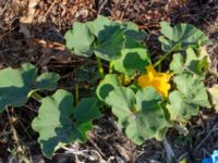 Cucurbita pepo Sliparebacken, Lund, Skåne, Sweden 20190825_0009