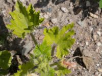 Cucurbita pepo Svanetorpsvägen, Åkarp, Lomma, Skåne, Sweden 20170823_0078