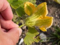 Cucurbita pepo Svanetorpsvägen, Åkarp, Lomma, Skåne, Sweden 20170930_0023