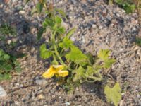 Cucurbita pepo Svanetorpsvägen, Åkarp, Lomma, Skåne, Sweden 20170930_0024