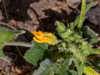 Ecballium elaterium Falkenbergs kommuns plantskola, Falkenberg, Halland, Sweden 20190805_0051