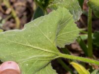 Ecballium elaterium Falkenbergs kommuns plantskola, Falkenberg, Halland, Sweden 20190805_0053