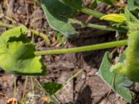 Ecballium elaterium Falkenbergs kommuns plantskola, Falkenberg, Halland, Sweden 20190805_0056