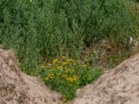 Ecballium elaterium Falkenbergs kommuns plantskola, Falkenberg, Halland, Sweden 20190805_0057