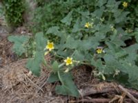 Ecballium elaterium Inkerman, Crimea, Russia 20150913_0298