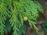 Chamaecyparis lawsoniana Munketorp, Borgholm, Öland, Sweden 20180809_0001