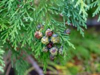 Chamaecyparis lawsoniana Munketorp, Borgholm, Öland, Sweden 20180809_0003