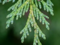 Chamaecyparis lawsoniana Munketorp, Borgholm, Öland, Sweden 20180809_0004