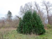 Chamaecyparis obtusa Sege by, Burlöv, Skåne, Sweden 20181118_0027