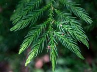 Cryptomeria japonica Hällevik, Simrishamn, Skåne, Sweden 20180706_0106