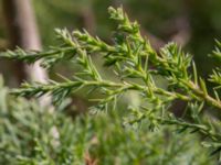 Juniperus chinensis Furulund, Kävlinge, Skåne, Sweden 20170409_0061