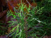 Juniperus horizontalis Björkebo, Glemmingebro, Ystad, Skåne, Sweden 20231030_0070