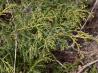 Juniperus sabina V campingplatsen, Grönhögen, Mörbylånga, Öland, Sweden 20160410_0182