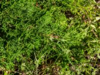 Juniperus sabina V campingplatsen, Grönhögen, Mörbylånga, Öland, Sweden 20190609_0232