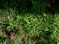 Juniperus sabina V campingplatsen, Grönhögen, Mörbylånga, Öland, Sweden 20190609_0233