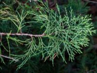 Juniperus scopulorum Björkebo, Glemmingebro, Ystad, Skåne, Sweden 20231030_0016