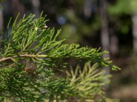 Juniperus scopulorum Himmelstalundshallen, Linköping, Östergötland, Sweden 20200816_0031