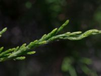 Juniperus scopulorum Himmelstalundshallen, Linköping, Östergötland, Sweden 20200816_0033